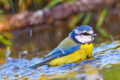 El cambio climático está robando el color a las aves