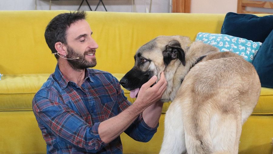 Dani Rovira presenta "Un día de perros"