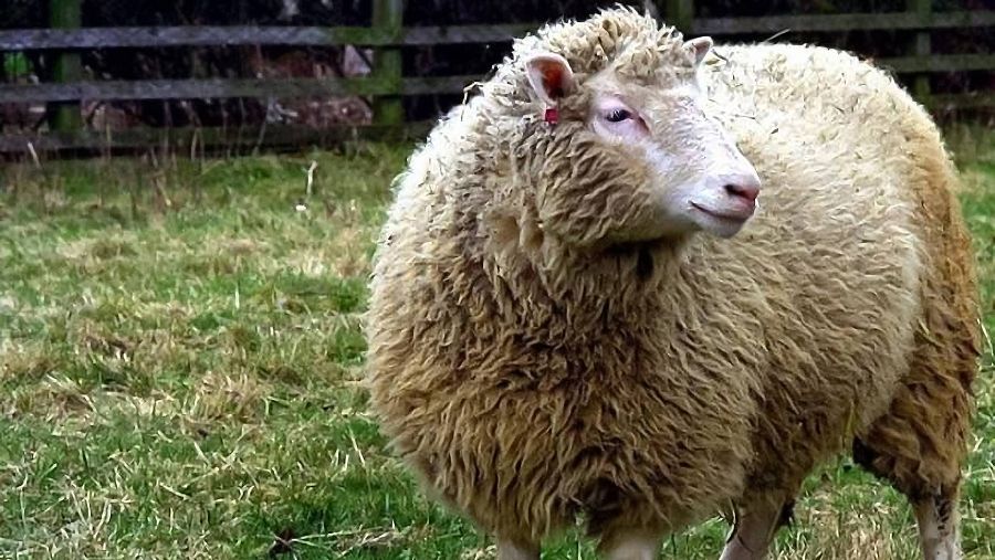 El nacimiento de la Oveja Dolly, no fue anunciado hasta que pasaron varios meses