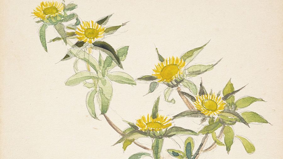 Aquarel·les botàniques de Teresa Lostau