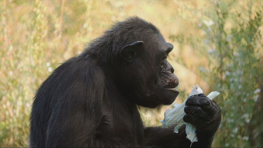 Chimpancé comiendo algo blanco en un entorno natural.