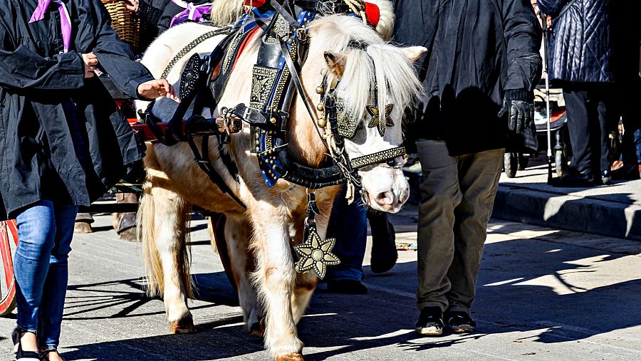 Poni engalanado tira de carro decorado en un desfile soleado.  Una persona con pañuelo morado guía al animal, otra camina a su lado.