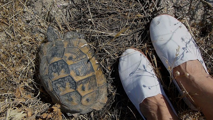 Tortuga con caparazón marrón y amarillo vista desde arriba, junto a pies con alpargatas blancas sobre suelo seco. Posible referencia a la obra "Medea".