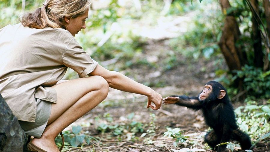 FOTO: National Geographic Society | Hugo Van Lawick