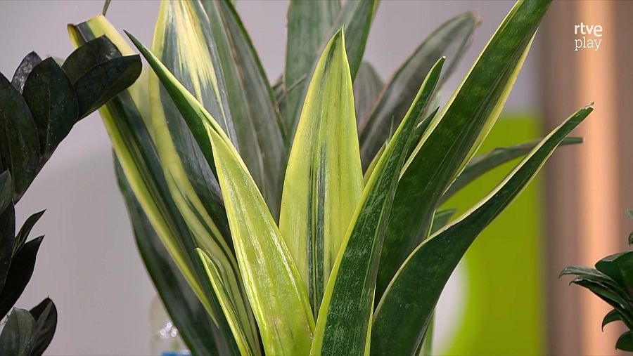 Les plantes que no necessiten de molta llum tampoc necessiten molta aigua.