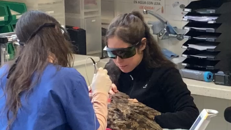 Dos personas atienden a un ave rapaz en un centro veterinario. Una persona usa gafas protectoras y un instrumento médico, mientras otra asiste. Se ven equipos médicos e instrucciones de limpieza.