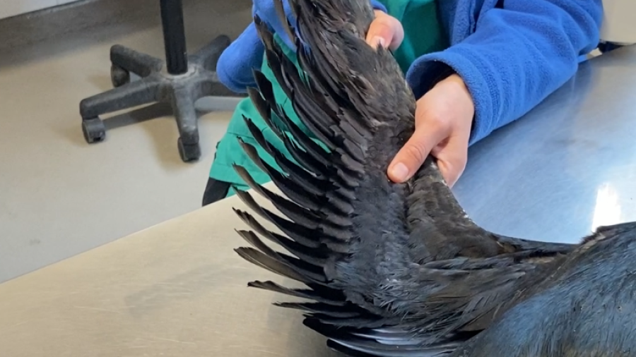 Ala de cormorán extendida, negra con plumas largas y delgadas, sostenida sobre una superficie metálica.  Posible entorno clínico.
