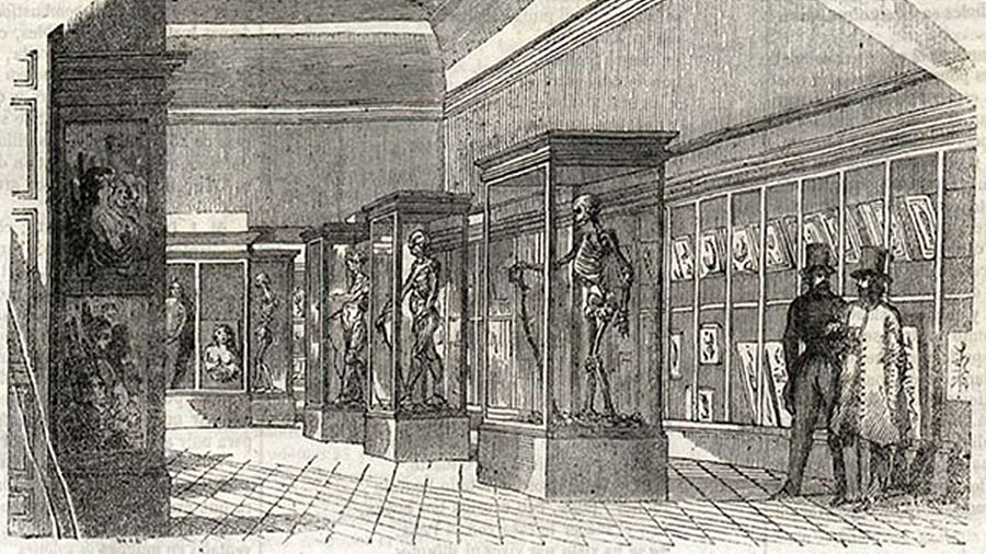 Ilustración de una sala con vitrinas de esqueletos, ordenados por desarrollo, y láminas anatómicas en las paredes. Dos hombres con levitas observan.