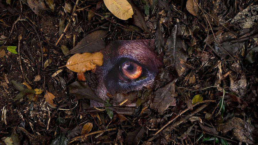 A Leaf Shapes The Eye (Daniel Steegmann Mangrané)