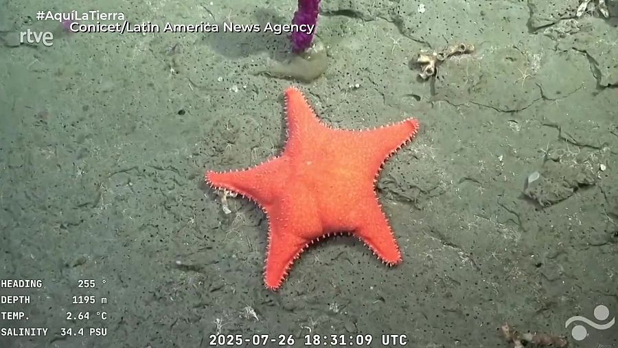 Estrella de mar anaranjada en fondo marino gris verdoso, con datos de profundidad (1195m), temperatura (2.64°C) y salinidad (34.4 PSU). Se observa también una esponja morada.