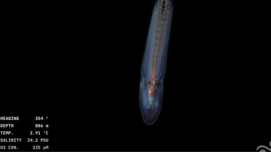 Pepino de mar pelágico translúcido en aguas profundas, con dos puntos rojos cerca de su extremo.  Profundidad: 886m, temperatura: 2.91°C.