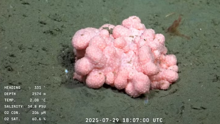 Esponja de aguas profundas rosa pálido, forma irregular, sobre fondo marino oscuro. Datos técnicos incluidos: profundidad, temperatura, salinidad, oxígeno. Fecha y hora de captura.