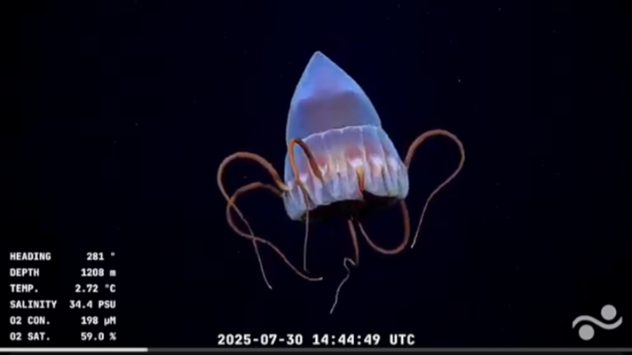 Medusa de aguas profundas con campana cónica translúcida y tentáculos rojizos. Datos de profundidad, temperatura, salinidad y oxígeno registrados a las 14:44:49 UTC del 30/07/2025.