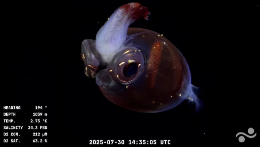 Calamar de cristal translúcido con tonos rojizos y morados, fotografiado en aguas profundas.  Se observan datos de la toma: profundidad, temperatura y otros parámetros del agua.
