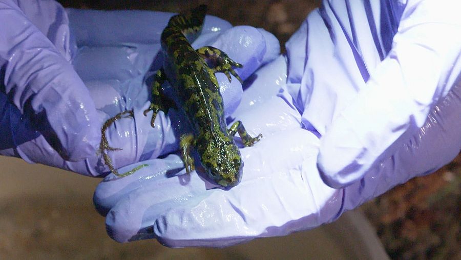 Tritón Jaspeado