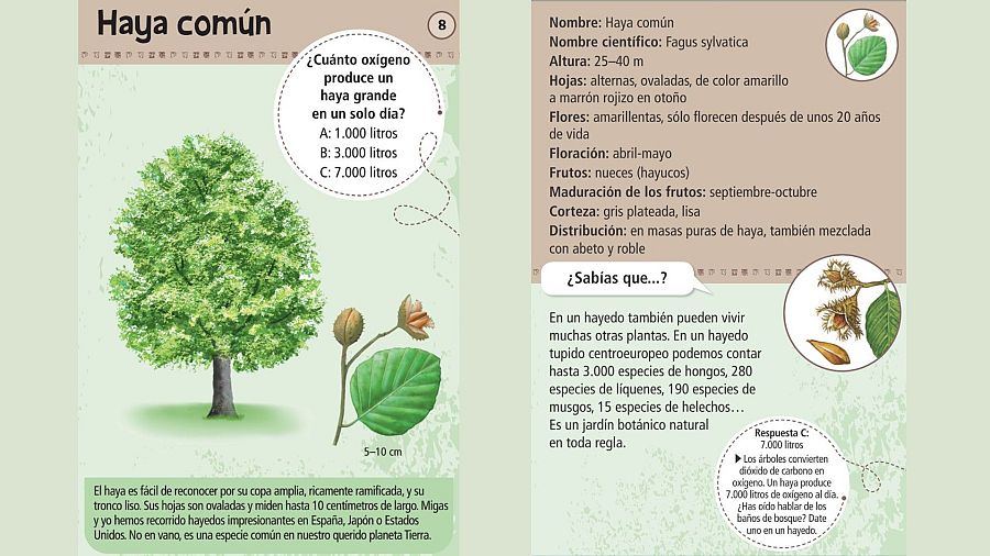 Infografía sobre el haya común, mostrando un árbol de gran altura con hojas ovaladas y frutos en forma de nuez. Se destaca la producción de oxígeno y la diversidad de especies que pueden habitar en un hayedo.