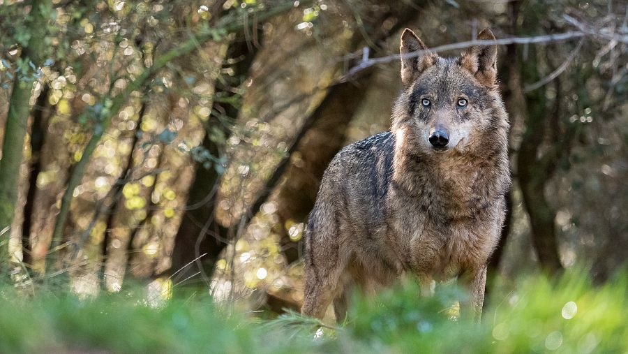 Un lobo con pelaje moteado y ojos claros se encuentra en un entorno boscoso, con vegetación densa y luz solar filtrándose entre los árboles.