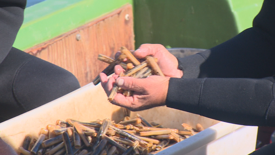 Desde el puerto hasta el mar: el trabajo que combate la pesca ilegal y protege los recursos