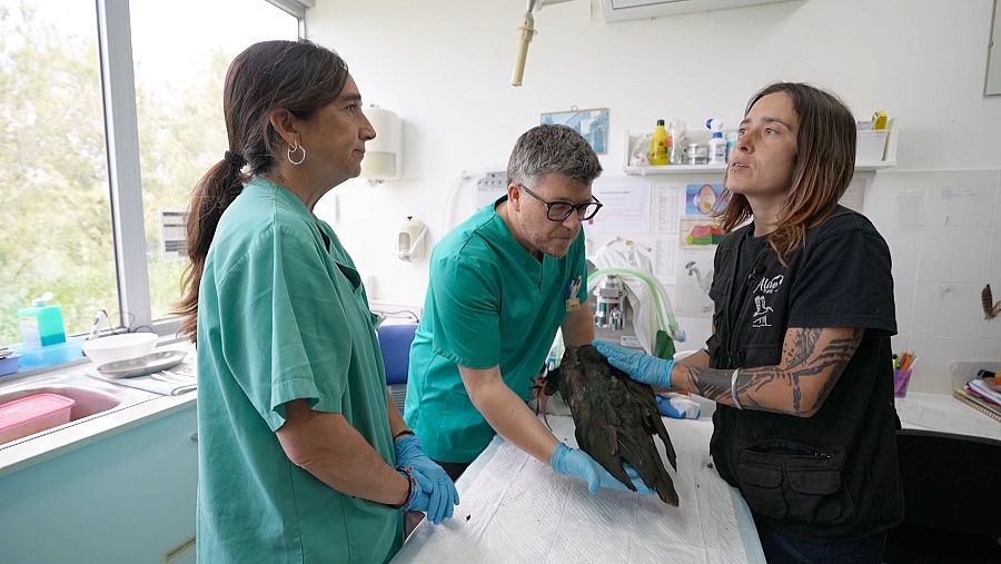 Centro de recuperación de fauna salvaje de la Fundación Alive