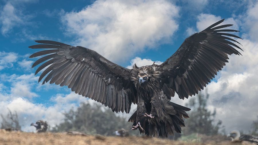 El Buitre Negro (Aegypius Monachus) en Robledo de Chavela. Foto: Juan J. Cuevas.