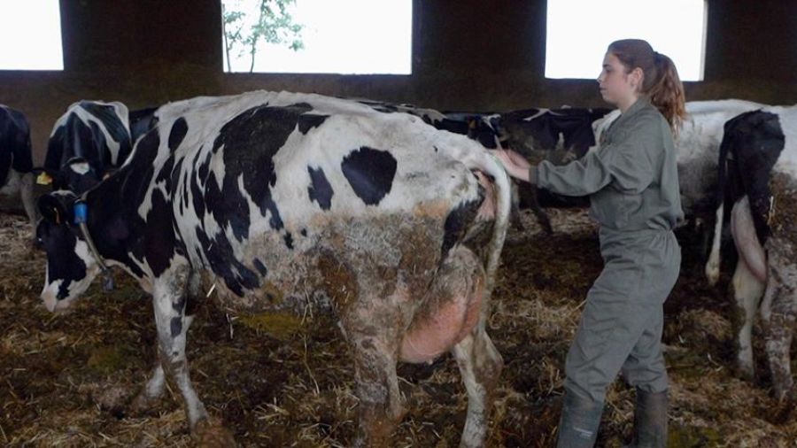 Marina Brugué am vaques dins un estable