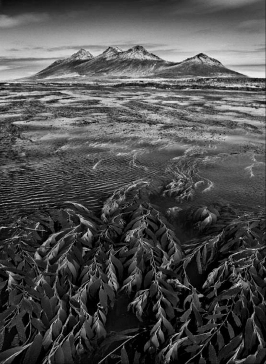 Isla Steeple Jason en las Malvinas, 2009