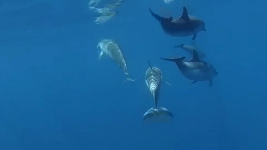 Para los promotores de delfinarios y acuarios, la fauna marina que exponen a sus visitantes cumple también una función de toma de contacto con la naturaleza, mientras que para sus detractores, ningún fin justifica mantener animales encerrados en pis