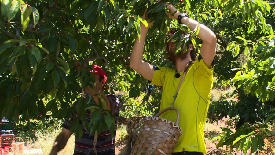 Edu Soto recogiendo cerezas