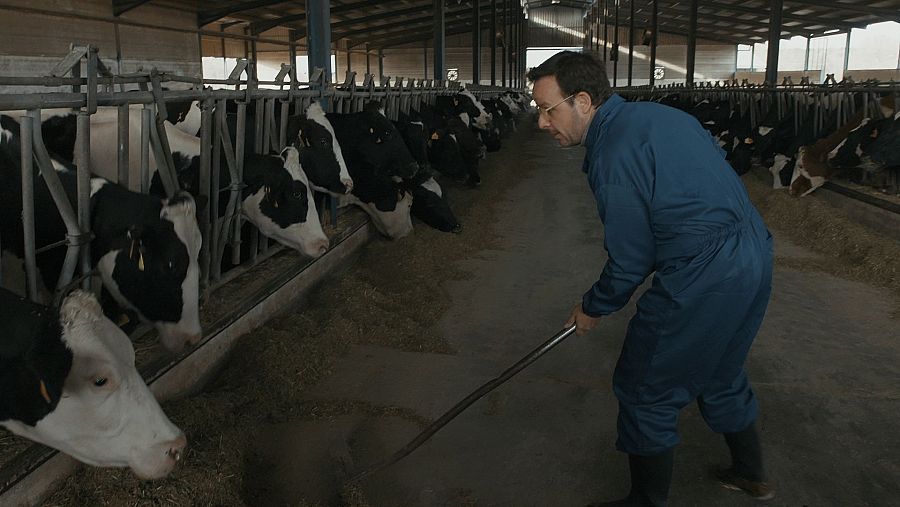 Àngel Llàcer, en una vaquería