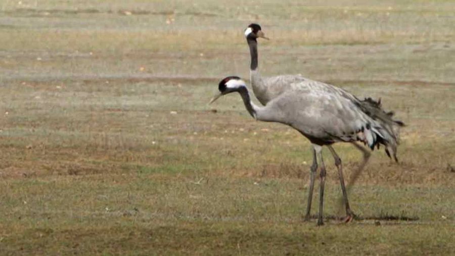 Las grullas son las protagonistas de un humedal único: la laguna de Gallocanta