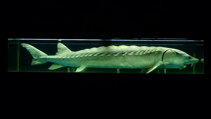 Existen numerosos ejemplares de esta especie en las costas atlánticas de América del Norte.