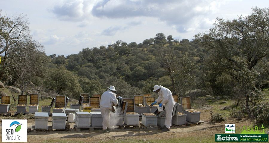 Padre e hijo en las colmenas en la Sierra de Andújar