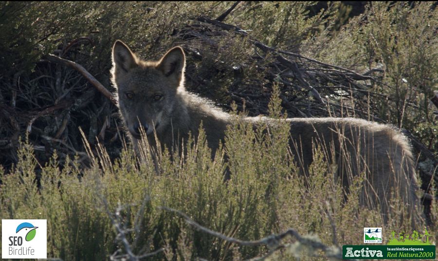Un lobo en la sierra de la culebra