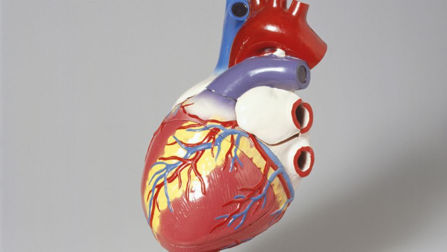 Modelo de un corazón