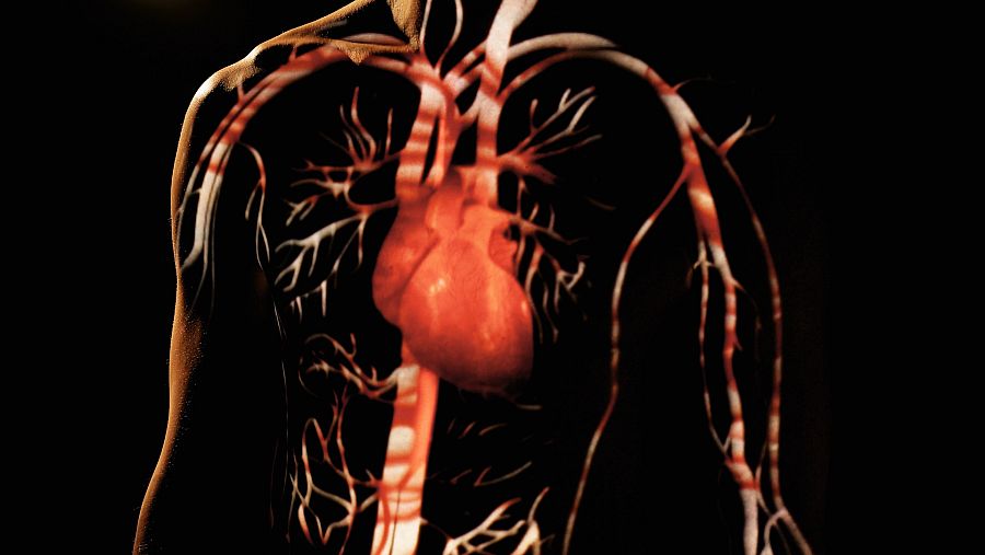 El corazón es el motor de nuestro cuerpo... ¿lo podremos fabricar?