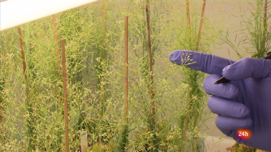Esta investigación quiere ayudar a los pequeños agricultores de los países pobres para mejorar la producción en el sector agrícola y forestal de manera sostenible