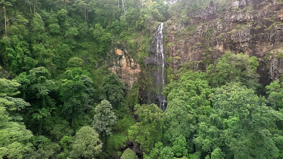 La jungla tropical de Australia, una de las más antiguas del mundo