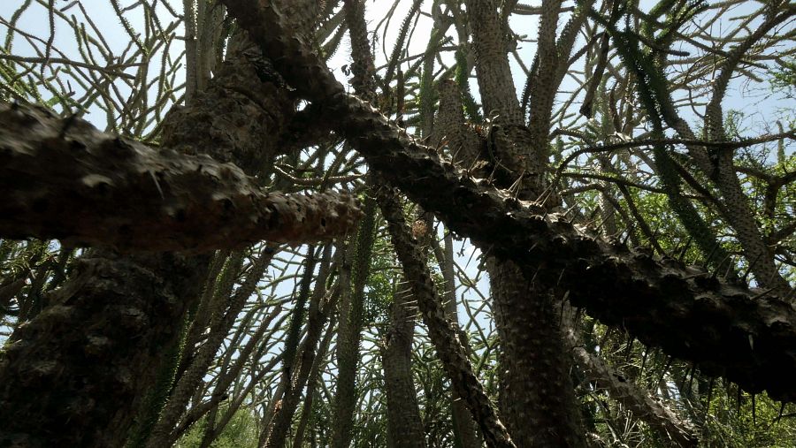 Entre estas espinas se han adaptado a vivir los sifakas, camaleones, insectos o chotacabras