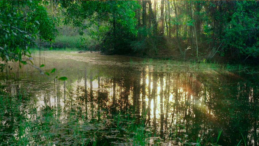 Los Everglades son el mayor humedal de Estados Unidos