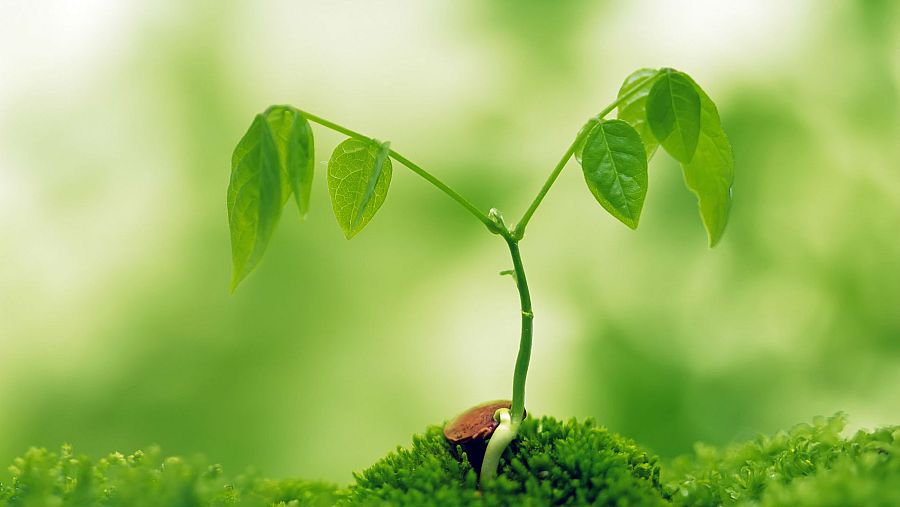 Crecimiento de una planta