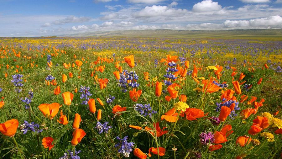 Flores en primavera