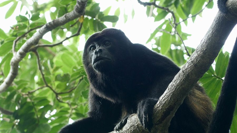 El chimpancé habita en este territorio mixto donde se mezclan las brisas marinas y el sotobosque