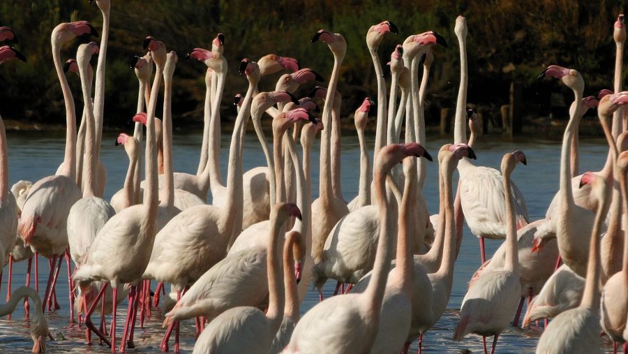 En las zonas bajas brotan las lagunas protegidas por el pinar donde los flamencos explotan la riqueza de estas aguas