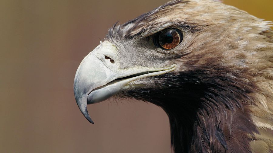 El águila imperial, un ave mítica