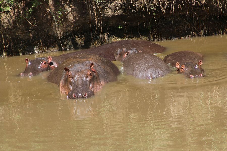 Una de las imágenes más icónicas de "La gran migración" es el cruce del rio Mara