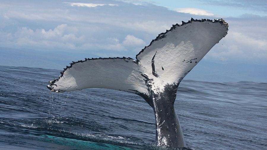 Los océanos ocupan tres cuartas partes de la superficie de la Tierra