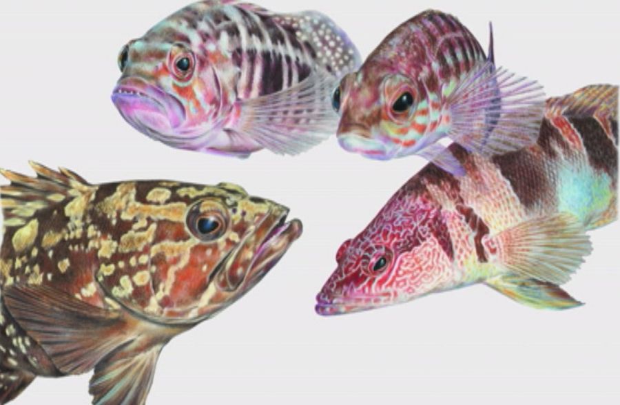 Garoupas del Mediterraneo es el ganador de Illustraciencia