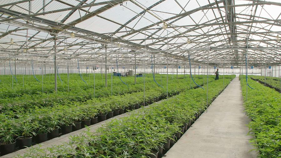 Más del 60% de los estadounidenses viven en un estado donde el cannabis es legal, ya sea con receta o sin ella.