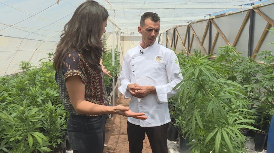 Dentro de una plantación de marihuana