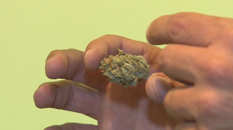Adictos a la marihuana